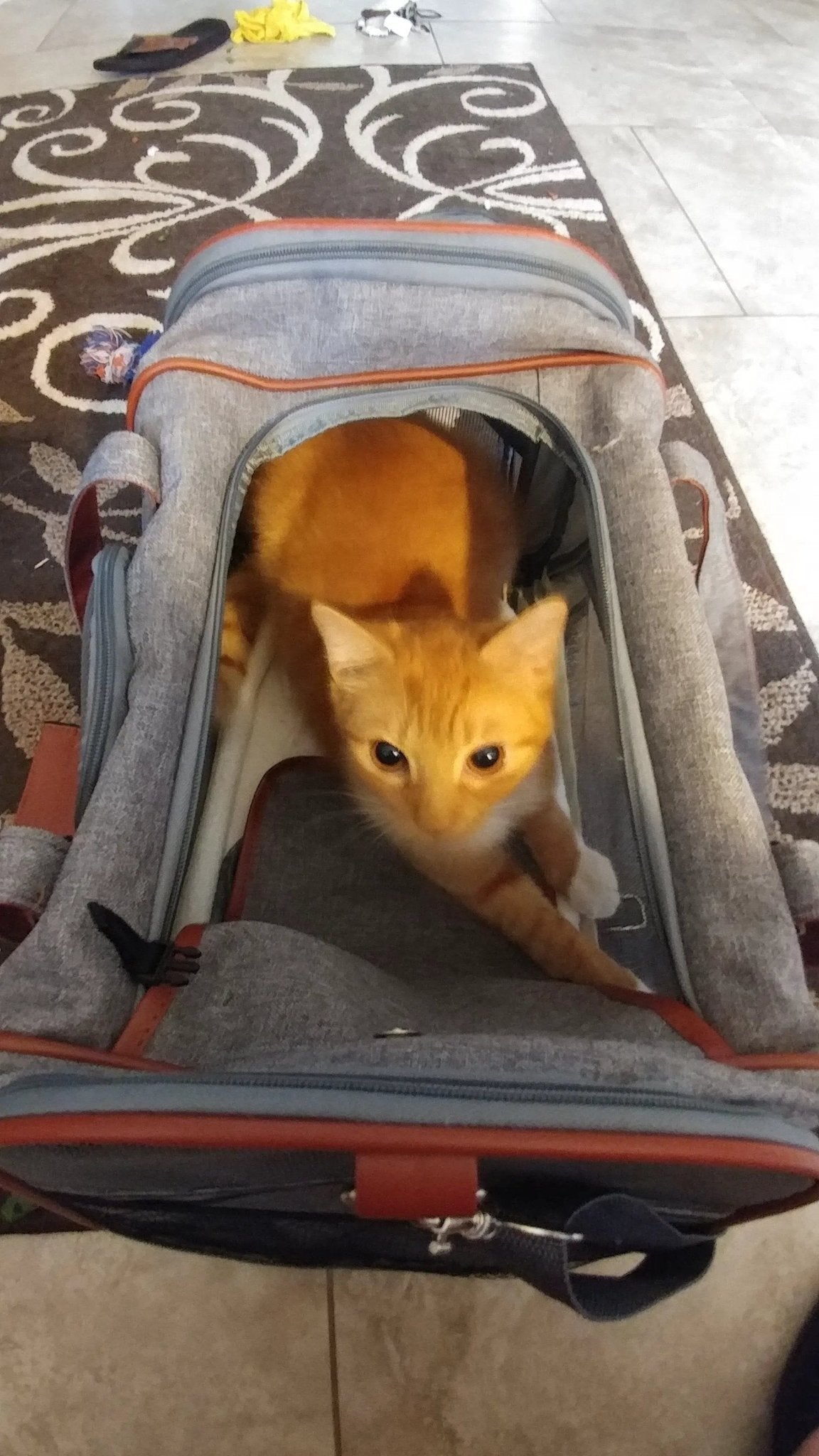 Mr. Peanut's Gold Series V2.0 Pet Carrier, gray fabric with orange trim, cat inside