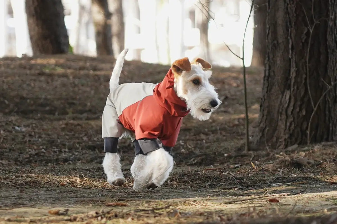 Spring dog rainproof jacket in orange and beige panels worn by a dog outdoors.