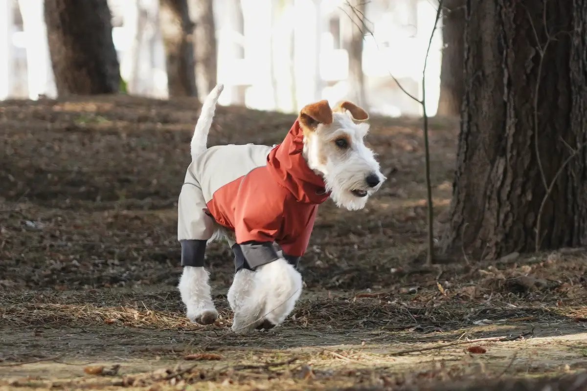 Spring dog rainproof jacket in orange and beige panels worn by a dog outdoors.
