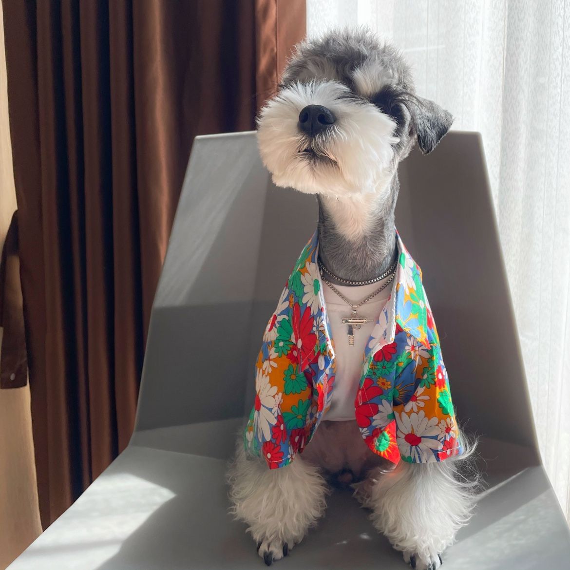 Dog wearing open daisy-print shirt with styling accessories
