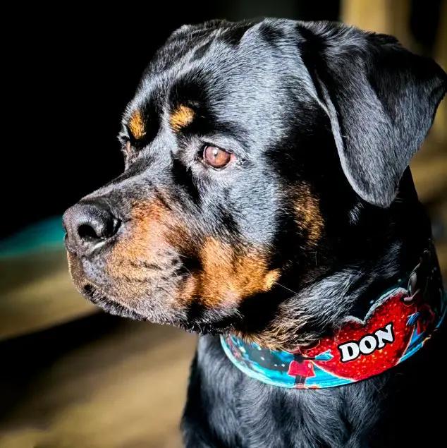 The Mickey Limited SET - Pet Collars & Harnesses from Bestia Dog Gear