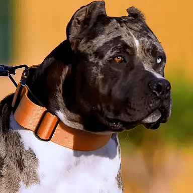 Bestia Sport GripPro Handle Collar Strong Control Reinforced Nylon by Bestia Dog Sport
