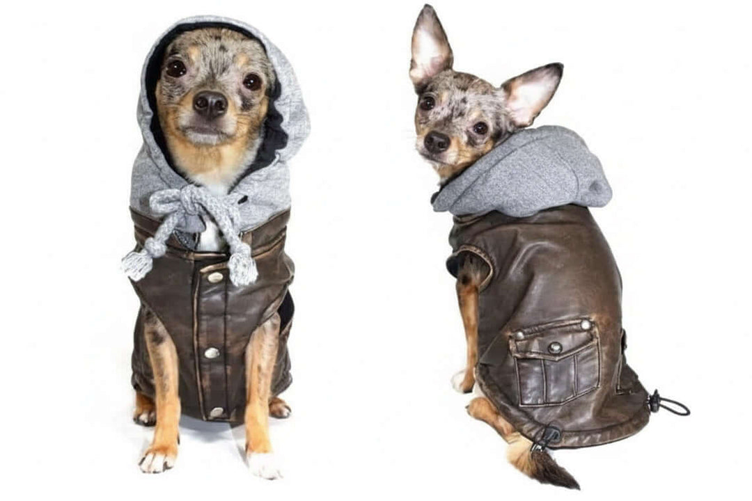 Vintage Bomber Dog Jacket; two dogs wear brown leather-style coats with gray hoodies (Hip Doggie)