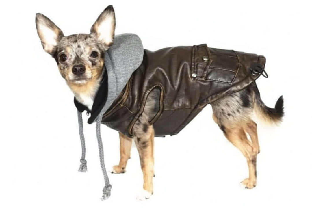 Vintage Bomber Dog Jacket, brown faux leather with gray hood, by Hip Doggie (GreaterGood).