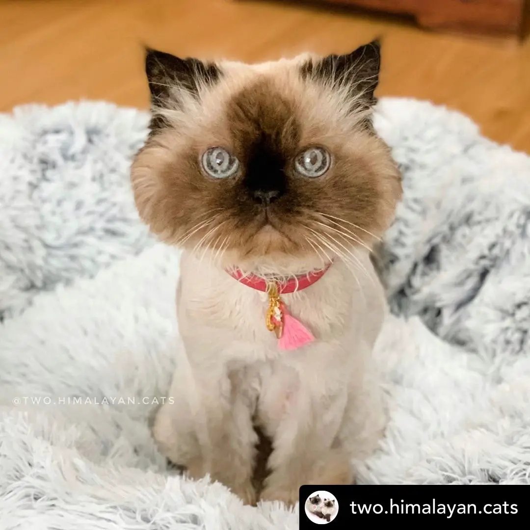 Mr. Peanut's OrthoPlush pet bed in snowflake white two-tone; fluffy pillow bed with a blue-eyed Himalayan cat.
