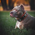 Charger l'image dans la visionneuse de la galerie, The "Eros" collar 2.5 inch wide black & orange - Pet Collars & Harnesses from Bestia Dog Gear
