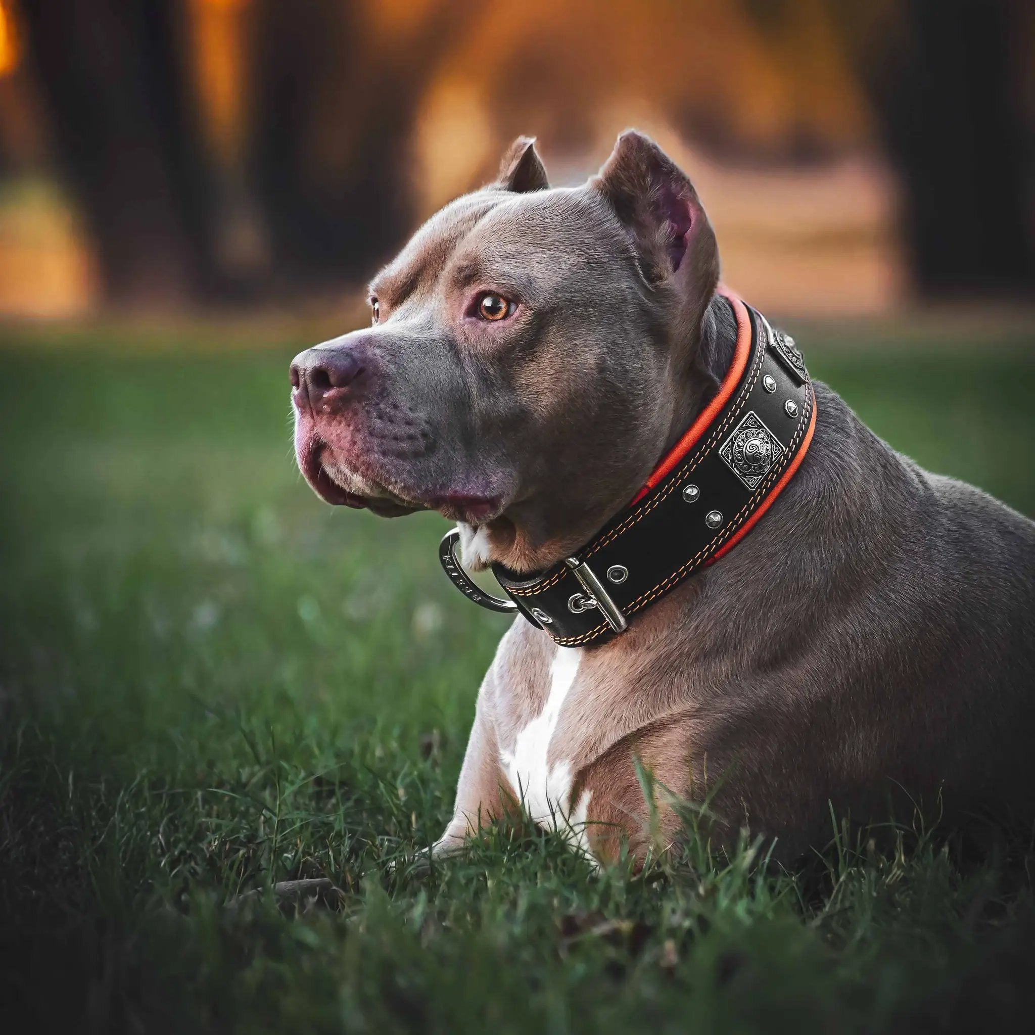 The "Eros" collar 2.5 inch wide black & orange - Pet Collars & Harnesses from Bestia Dog Gear