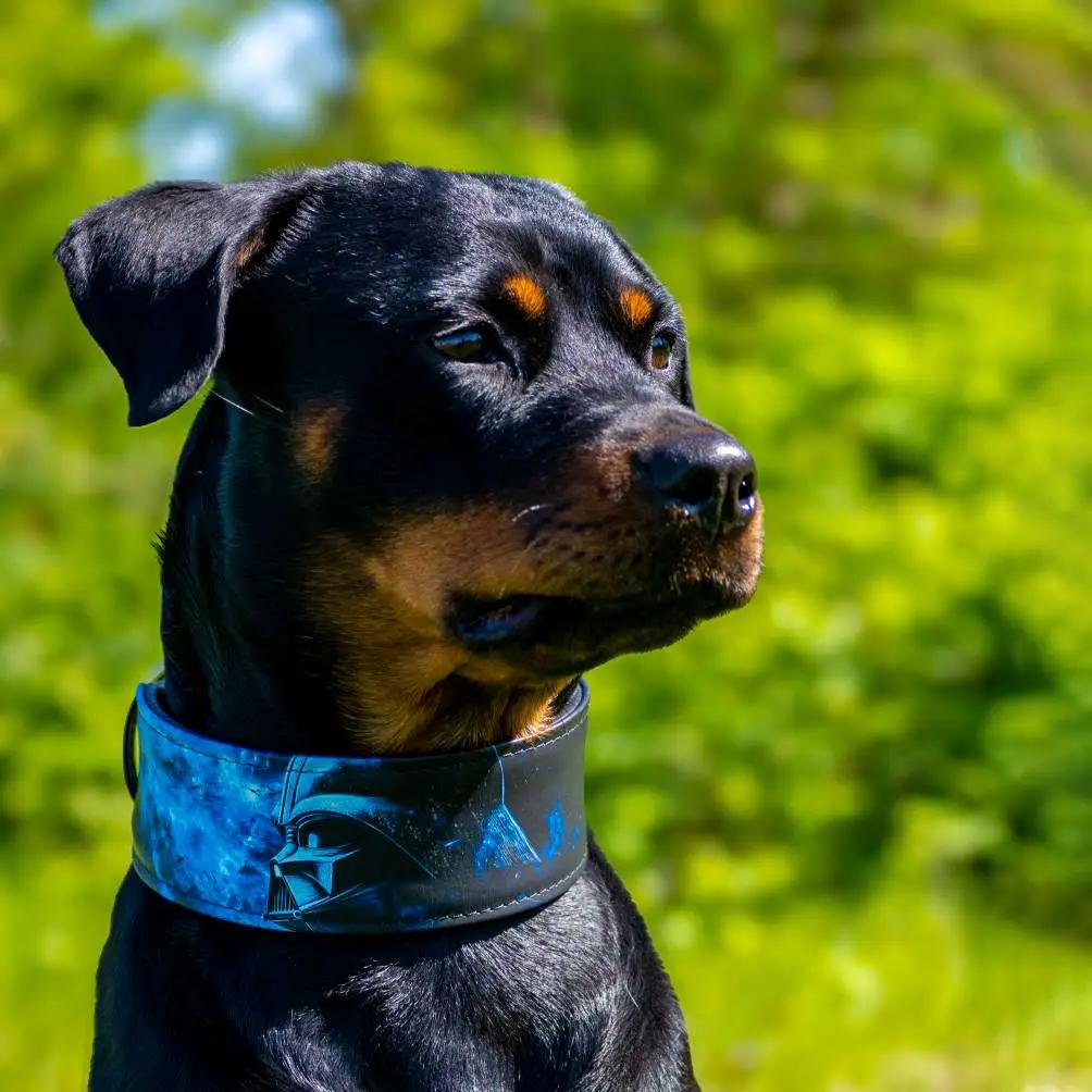 The Darth Force Limited Collar - Pet Collars & Harnesses from Bestia Dog Gear