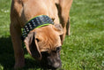 Load image into Gallery viewer, Bestia Custom Dog Gear Stud Collar With Nickel Plated Barrel Studs by Bestia Dog Gear
