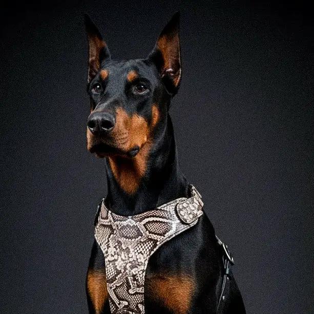 The ''Rock Python'' harness - Pet Collars & Harnesses from Bestia Dog Gear