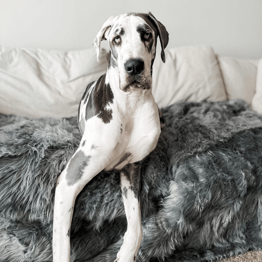 Paw.com PupProtector Waterproof Throw Blanket, Charcoal Grey
