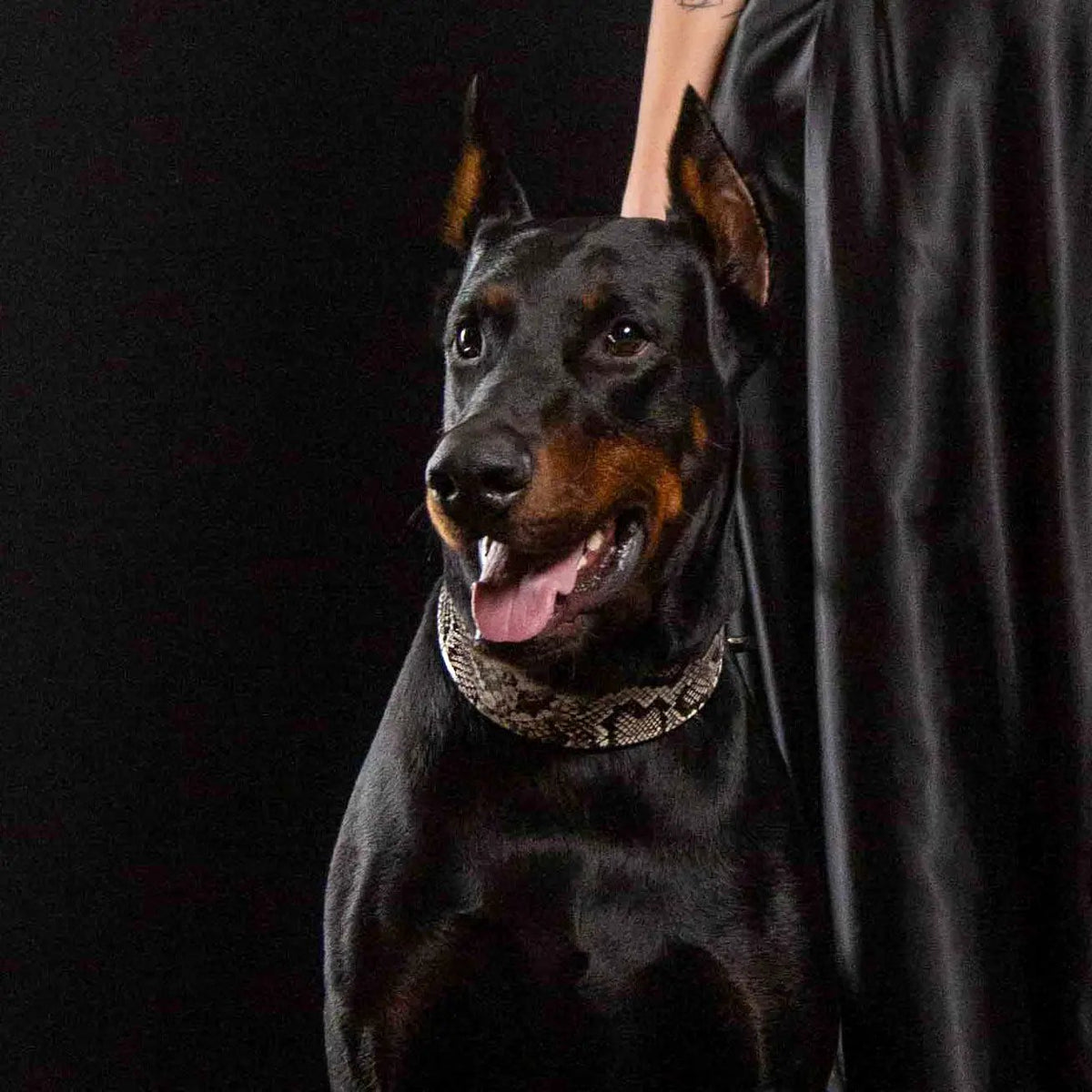 The ''Rock Python'' collar - Pet Collars & Harnesses from Bestia Dog Gear