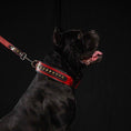 Load image into Gallery viewer, The "Balteus" red collar - Pet Collars & Harnesses from Bestia Dog Gear
