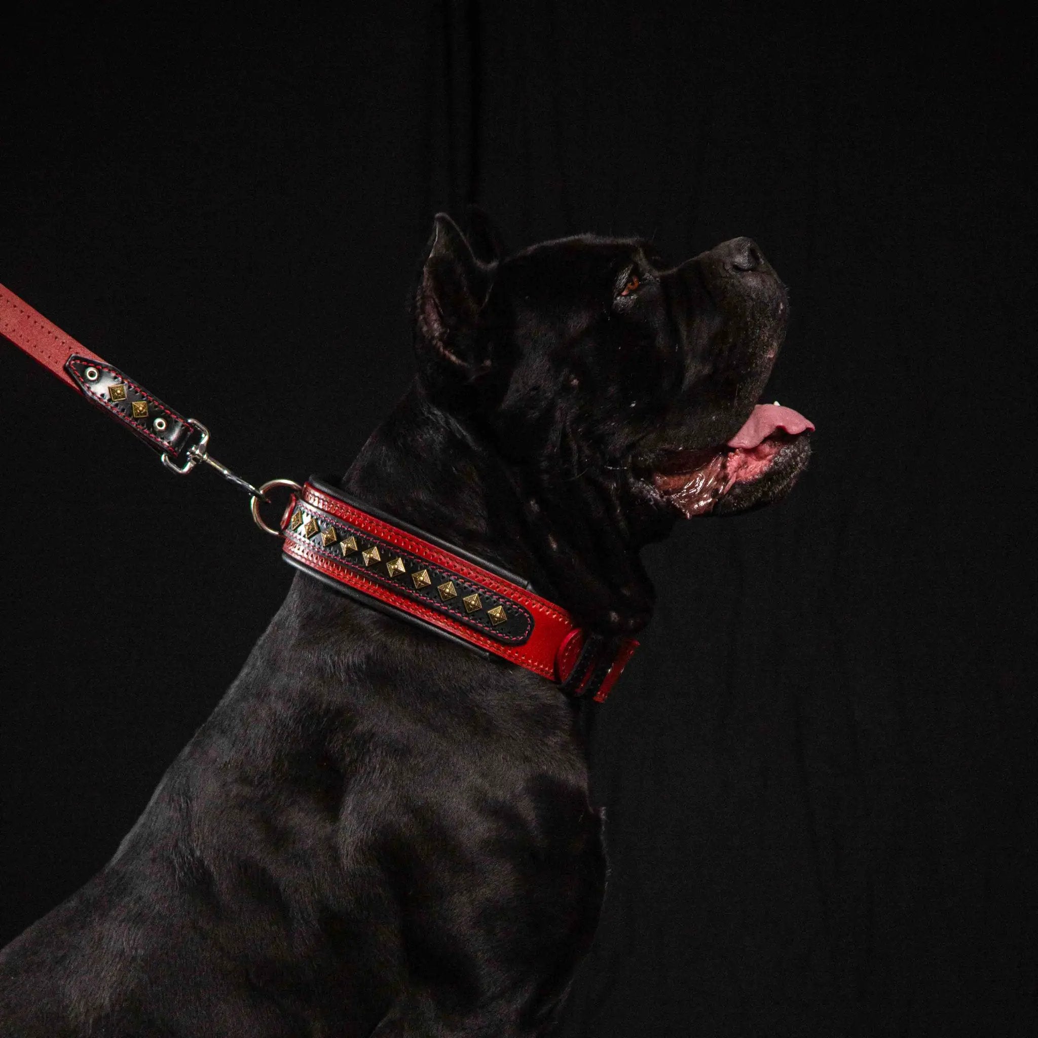 The "Balteus" red collar - Pet Collars & Harnesses from Bestia Dog Gear