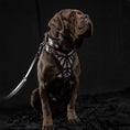 Gallery viewerに画像を読み込む, The "Ariel" collar - Pet Collars & Harnesses from Bestia Dog Gear
