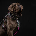 Gallery viewerに画像を読み込む, The "Ariel" collar - Pet Collars & Harnesses from Bestia Dog Gear
