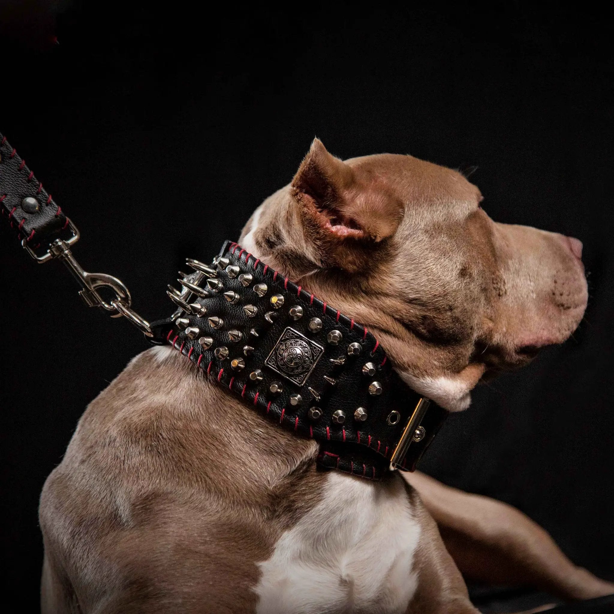 Bestia David Hand Stitched Full Grain Leather Show Collar 3.15 Wide by Bestia Dog Gear