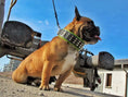 Load image into Gallery viewer, Bestia Custom Dog Gear Stud Collar With Nickel Plated Barrel Studs by Bestia Dog Gear
