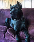 Load image into Gallery viewer, "Maximus Silver" BIG dog SET- Harness - collar - lead. Black - Pet Collars & Harnesses from Bestia Dog Gear
