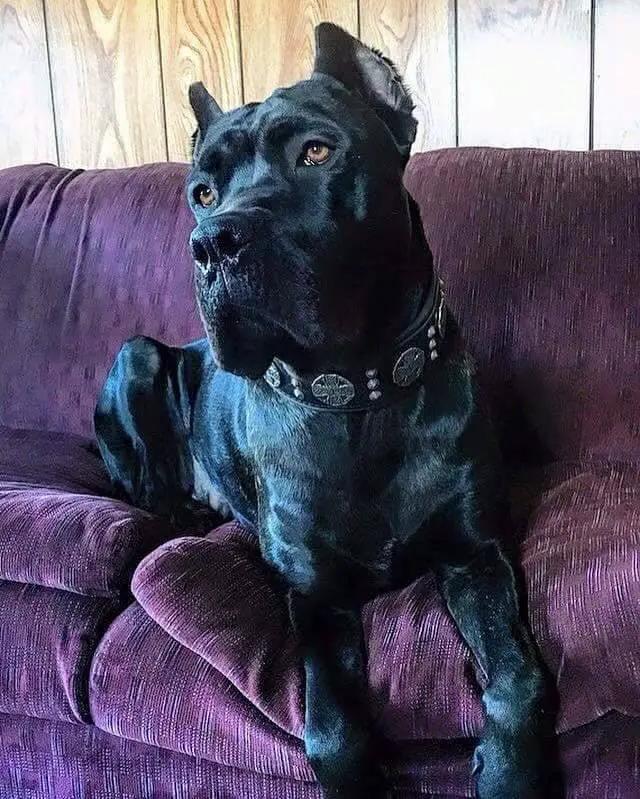 "Maximus Silver" BIG dog SET- Harness - collar - lead. Black - Pet Collars & Harnesses from Bestia Dog Gear
