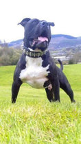 Load image into Gallery viewer, The "Steel" collar - Pet Collars & Harnesses from Bestia Dog Gear
