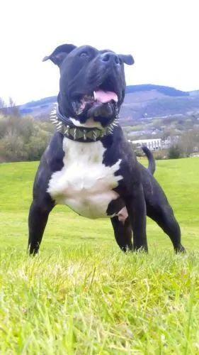 The "Steel" collar - Pet Collars & Harnesses from Bestia Dog Gear