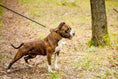 Load image into Gallery viewer, The "Crown" collar - Pet Collars & Harnesses from Bestia Dog Gear
