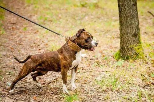 The "Crown" collar - Pet Collars & Harnesses from Bestia Dog Gear