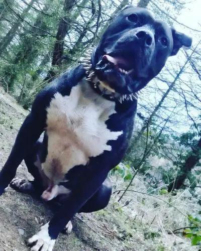 The "Steel" Set - Pet Collars & Harnesses from Bestia Dog Gear
