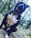 Load image into Gallery viewer, The "Steel" collar - Pet Collars & Harnesses from Bestia Dog Gear
