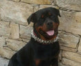 Carica l'immagine nel visualizzatore della galleria, The "Steel" Set - Pet Collars & Harnesses from Bestia Dog Gear
