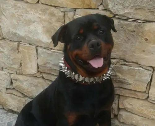 The "Steel" Set - Pet Collars & Harnesses from Bestia Dog Gear