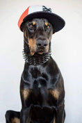 Carica l'immagine nel visualizzatore della galleria, BESTIA Black Giant Dog Collar For Large Breeds Durable Soft Lining by Bestia Dog Gear
