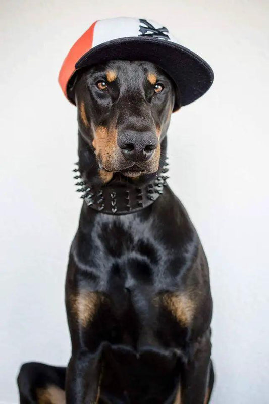 BESTIA Black Giant Dog Collar For Large Breeds Durable Soft Lining by Bestia Dog Gear