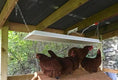 Load image into Gallery viewer, Sweeter Heater Coop & Brooder Heater hanging above four brown chickens in a wooden coop.
