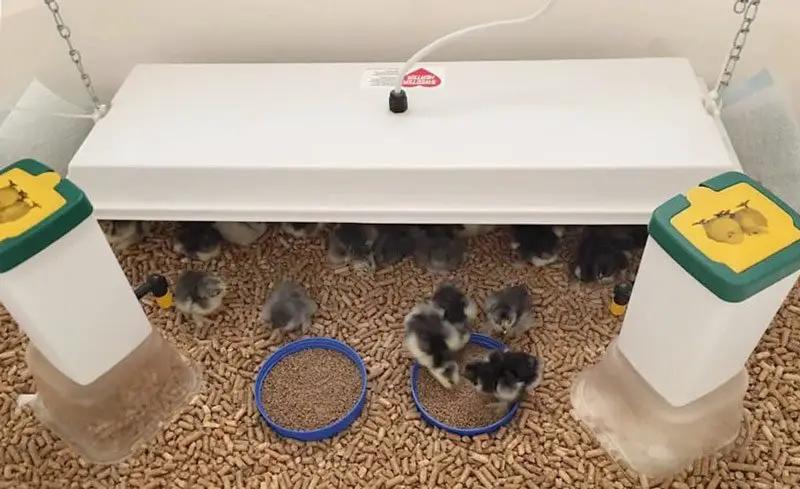 Sweeter Heater Coop & Brooder Heater by My Pet Chicken; white heater with two waterers and two bowls.