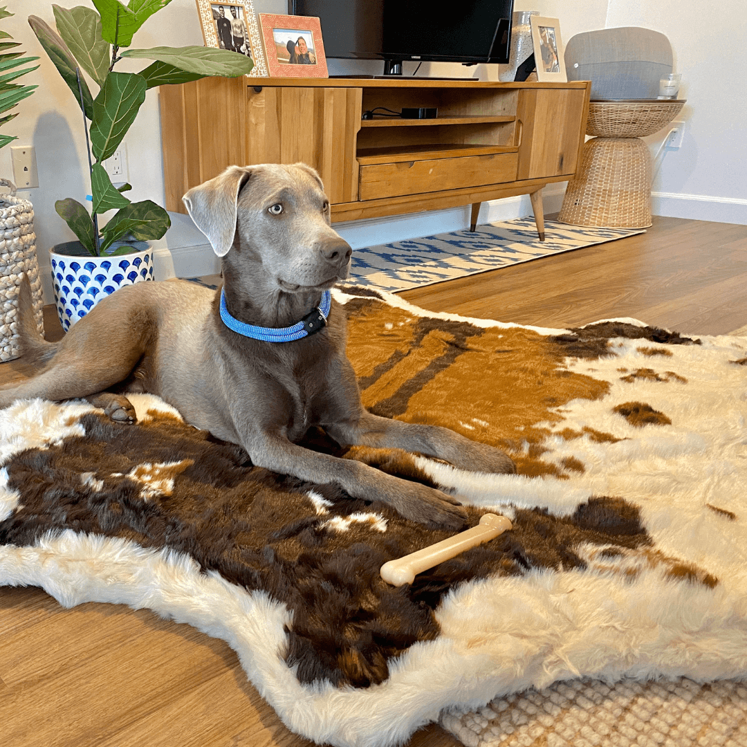 PupRug Animal Print Memory Foam Dog Bed in brown faux cowhide; gray dog with blue collar lounging on a cowhide rug.