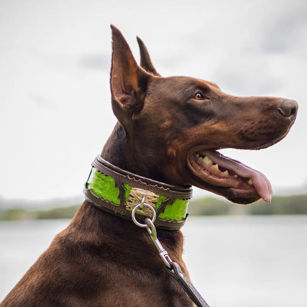 The ''Venom'' collar - Pet Collars & Harnesses from Bestia Dog Gear