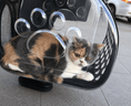 Charger l'image dans la visionneuse de la galerie, Clear EVA Bubble Pet Backpack For Cats And Dogs
