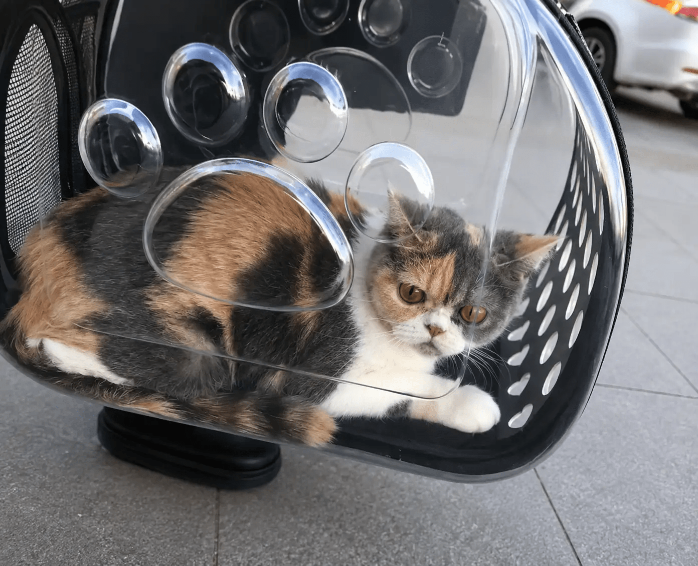 Clear EVA Bubble Pet Backpack For Cats And Dogs