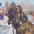 Load image into Gallery viewer, "Maximus Silver" BIG dog SET- Harness - collar - lead. Black - Pet Collars & Harnesses from Bestia Dog Gear
