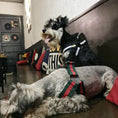 Load image into Gallery viewer, Trendy Harness and Leash Set For Dogs by For Animals, With Love
