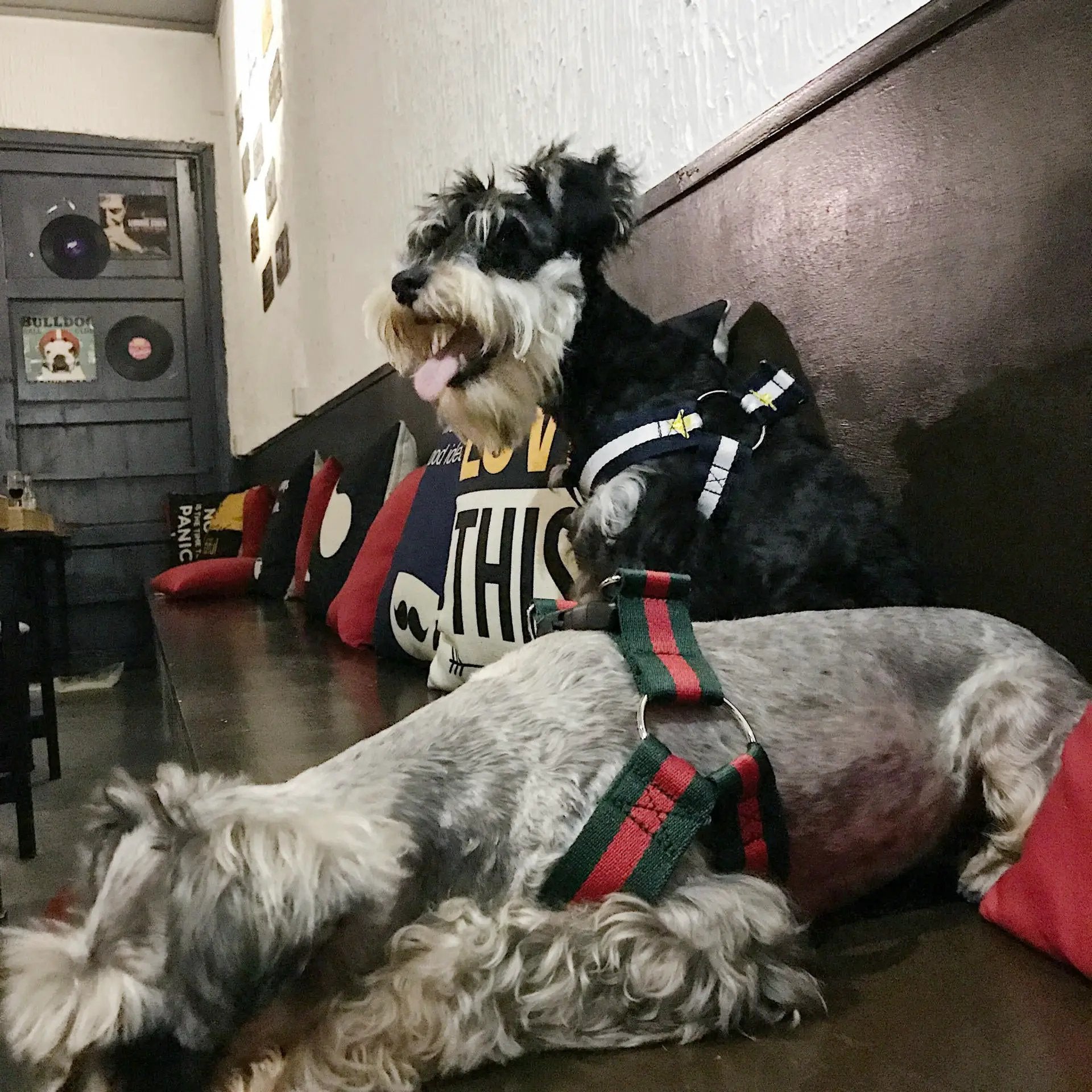 Trendy Harness and Leash Set For Dogs by For Animals, With Love