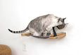 Charger l'image dans la visionneuse de la galerie, Dog Proof Cat Feeder, wall-mounted raised cat hammock with wooden platform and curved dish.
