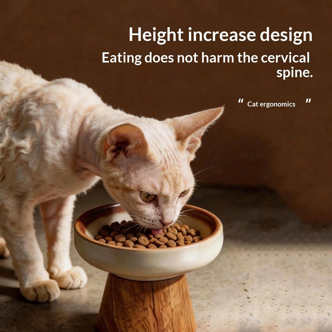 Cat eating from elevated ceramic dish
