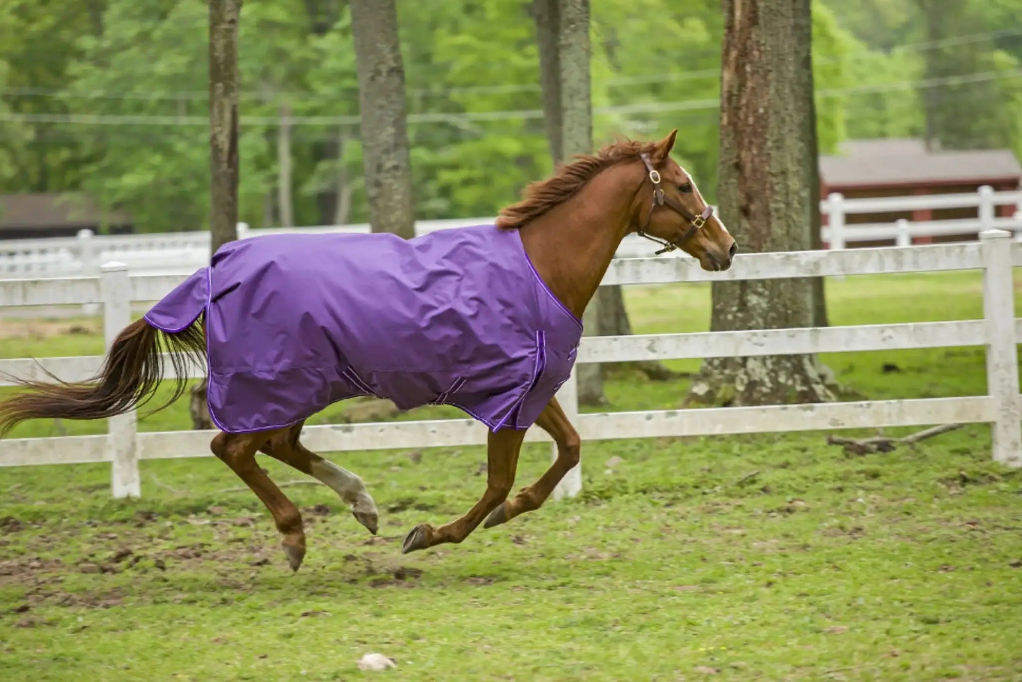 TuffRider 1600 D Super Comfy Standard Neck Blanket - from JPC Equestrian