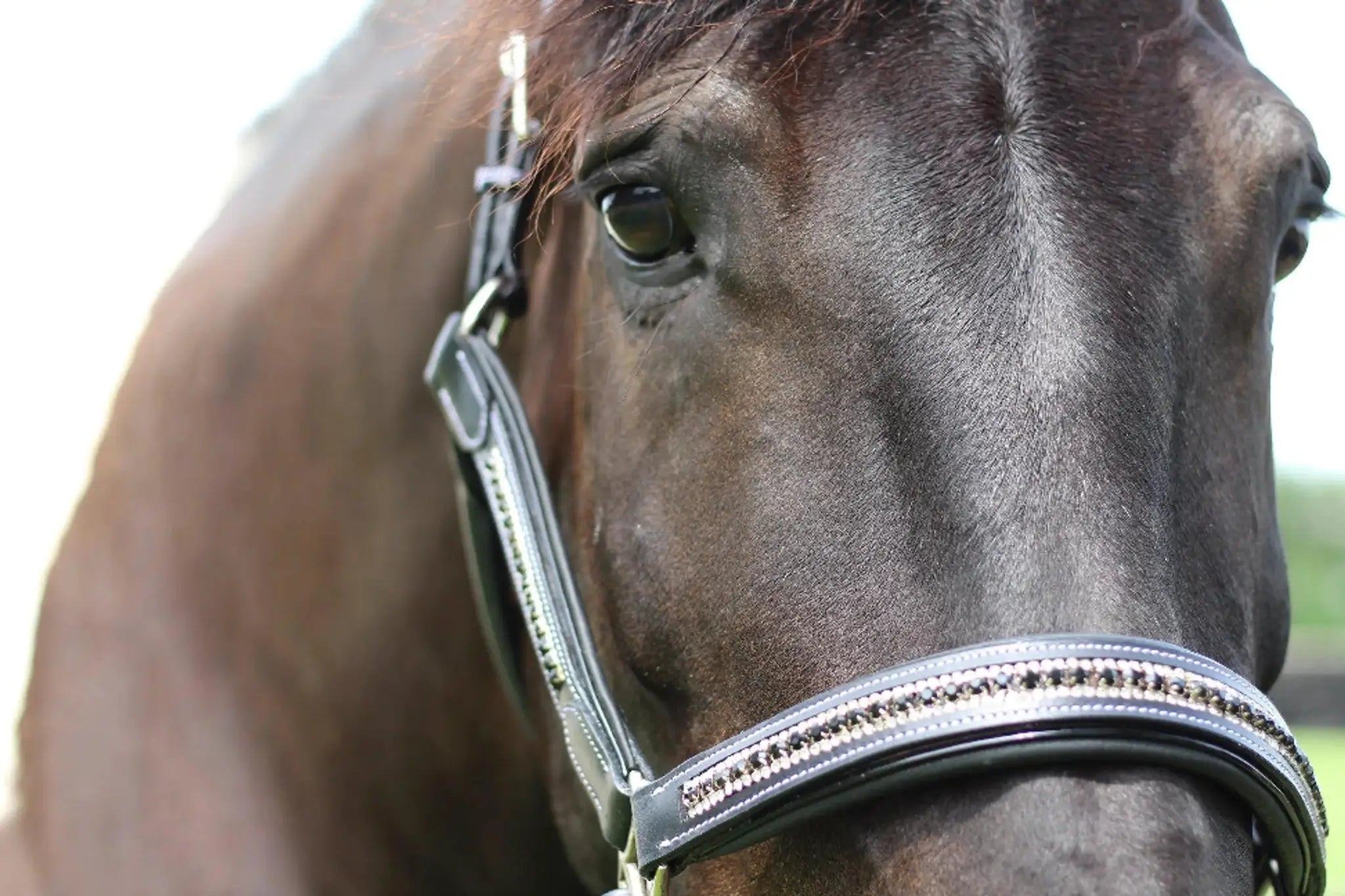 Henri de Rivel Padded Jewel Halter - from JPC Equestrian