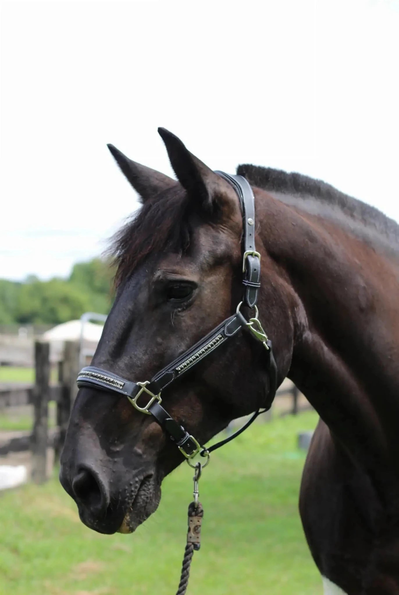 Henri de Rivel Padded Jewel Halter - from JPC Equestrian