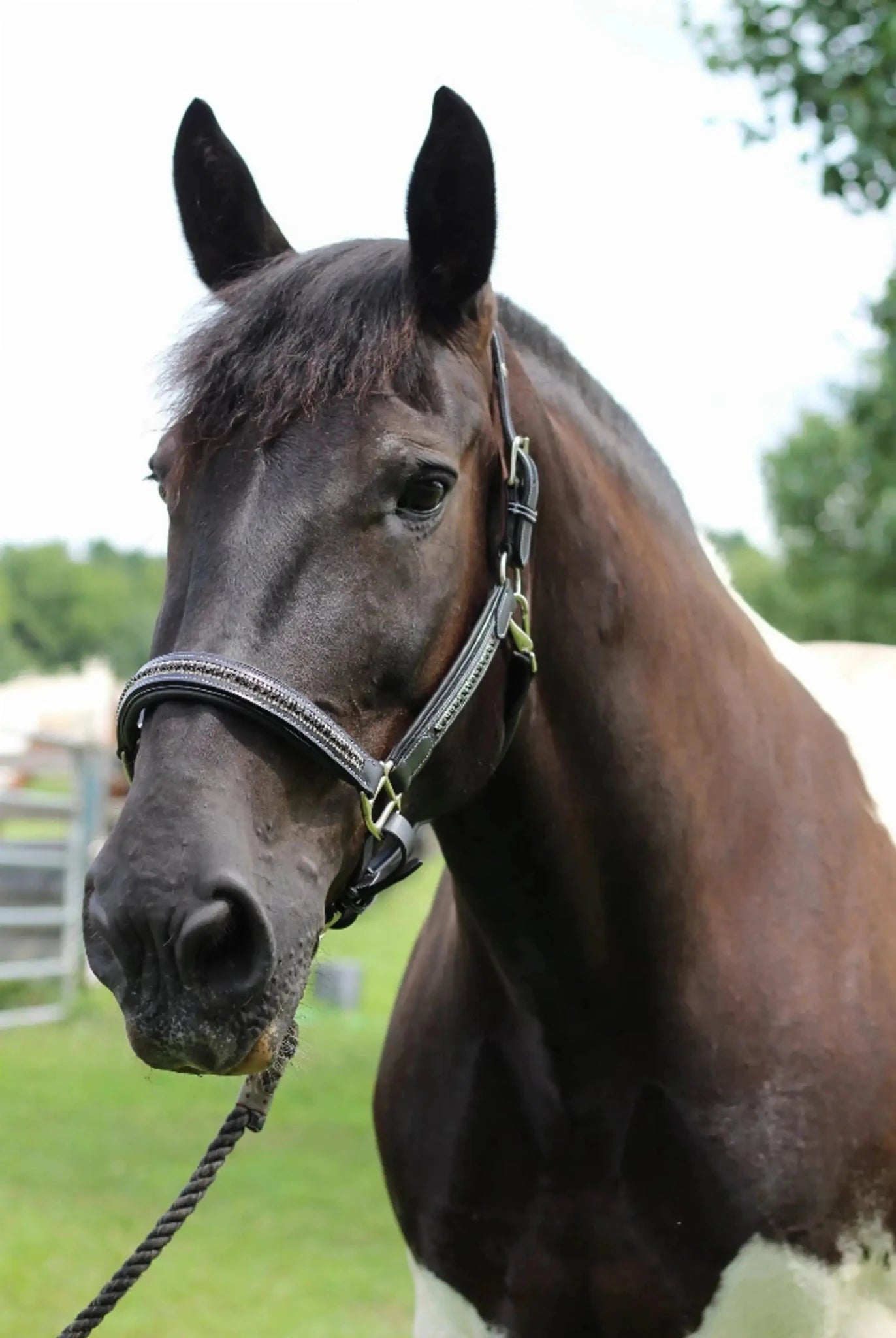 Henri de Rivel Padded Jewel Halter - from JPC Equestrian