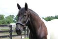 Carica l'immagine nel visualizzatore della galleria, Henri de Rivel Padded Jewel Halter - from JPC Equestrian
